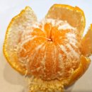 브릭스 제주 이미지