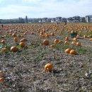 들녘 농장 이미지