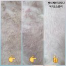 VIP Dog 이미지