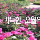 오월N장미 이미지