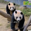 바오아이 이미지