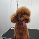 도담도담이발소 이미지
