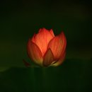 연꽃향기 이미지