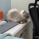 제주온동물병원 이미지