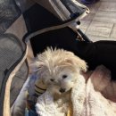 봄앤동물병원 이미지