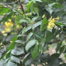 모감주나무(이명 : 염주나무) 이미지