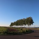 정곤네 | 삿포로 비에이 투어 소그룹 일일투어 운좋으면 단독투어 가능