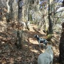 ☿사냥견 &amp; 애완견♀ ~ 유기견 보호소에는 여러분들이 원하는 각양각색 강쥐들이 많으니 무료로 입양받아 키우세요 ~ ＜전국 유기동물보호센터 목록＞ 이미지