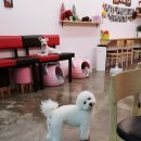 청 애견미용 이미지