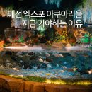 한국종이접기협회 대전유성지회 | 지금 대전 엑스포 아쿠아리움 가야하는 이유! 글로벌 ESG 해양환경 수중사진전 대전 아이와 실내 가볼만...