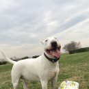 바우와우 이미지