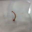 나루동물병원 이미지