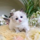 키튼히얼 고양이분양 김포본점 이미지