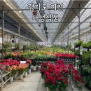 보고르 | 경기도 이천 다양한 식물과 분갈이까지 해주는 대성식물