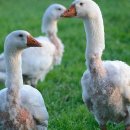 새들목장 이미지