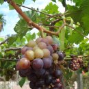 하나농장B 이미지