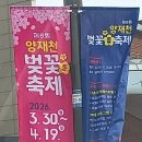 시민카츠 | 매헌 시민의 숲(양재천) 벚꽃 구경 후기(수작카츠 양재점 저녁)