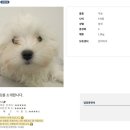 몽몽이펫샵 | [반려마루 여주] 화성 번식장 구조견 입양