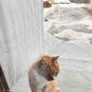 곡대서의펜션 이미지