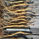 목단농장 이미지