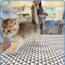 멍벤져스 이미지