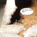 상군농장 Daum카페