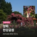CU 이촌한강점 | 양화 한강공원 장미 | 서울 한강 피크닉 1티어 꽃구경 후기