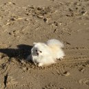 하늘바우민박 | 강릉 애견동반 1박2일 코스 / 영진횟집/순긋해변/ 순긋바닷가펜션/바우카페/순두부젤라또/툇마루/중앙시장