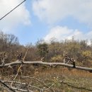 신내농장 | 직장인 봉사일지 :: 신내 배농장 (대훈농원) 봉사후기🍐🍐 | 배나무 가지 모으기 | 추황배 신고배냠냠Ѽ...