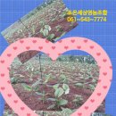 진도 무릉도원 이미지