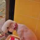 신정애견미용 이미지