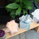 보자기 꽃이 피었습니다 이미지