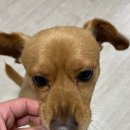 댕꼬미다 이미지