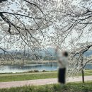 세븐일레븐 대전문지효성점 | 놀이 문지동 벚꽃 만개 ~ 문지동천변벚꽃길 (문지 효성해링턴플레이스) 벚꽃 개화시기 실시간 근황 25...