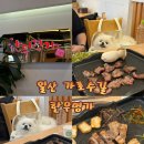 애견명가 | 애견동반 가능 일산 가로수길 삼겹살 한우명가 방문 후기