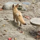 [용인] 에버랜드 꿀팁:: 11월 주말 오픈런 | 주차 | 재입장 방법 | 판다월드 사진인화 | 충전 콘센트 위치