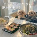 뽀끼랑면이랑 | 강릉 강아지동반 메밀김밥 맛집 고씨네동해막국수 내돈내산