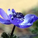 경산꽃집