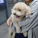 동그리아 | [평택애견미용] 소사벌 애견미용 동그리아에서 탄산스파 받고왔어요