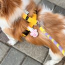 이웃집 동물병원 | 강아지 진드기 퇴치제 클립 추천, 목걸이 타입 멍가드 후기