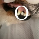 말랑말랑 특수교육 스토리(1) | 보가덴트 보가케어 내돈내산 후기 강아지 양치루틴 잡기