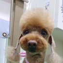 피닉스애견미용 네이버블로그
