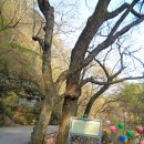 대동지 | 팔공산둘레길14,15,16&amp;1구간중, 은해사~약사암입구(14)~능성재(15)(19.4.12.금.오전)