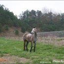 장원목장 이미지