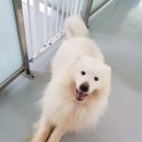 버블펫 이미지