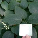 철로변녹지대 이미지