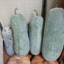 자이언트청과 이미지