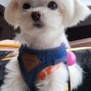 가평애견카페 리버뷰펜션 이미지