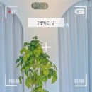 자연스러운 디자인 천안 두정동 속눈썹펌 추천 눈썹하는날