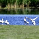 몽골의 새35 - Eurasian spoonbill(노랑부리저어새) 이미지